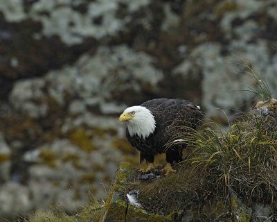 Eagle, Bald, Female eating fish near nest-071607-Summer Bay, Unalaska Island, AK-#0977.jpg
