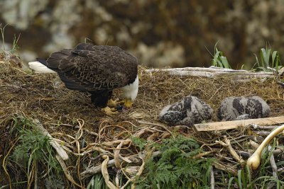 Eagle, Bald, Female eating fish, 2 Eaglets-071707-Summer Bay, Unalaska Island, AK-#0423.jpg