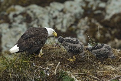Eagle, Bald, Female feeding Eaglets Fish-071607-Summer Bay, Unalaska Island, AK-#0825.jpg
