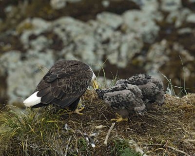Eagle, Bald, Female feeding Eaglets Fish-071607-Summer Bay, Unalaska Island, AK-#0831.jpg