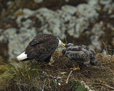 Eagle, Bald, Female feeding Eaglets Fish-071607-Summer Bay, Unalaska Island, AK-#0839.jpg