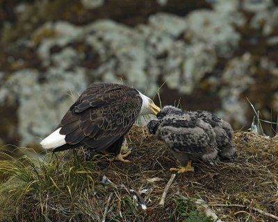 Eagle, Bald, Female feeding Eaglets Fish-071607-Summer Bay, Unalaska Island, AK-#0840.jpg