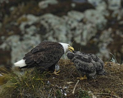 Eagle, Bald, Female feeding Eaglets Fish-071607-Summer Bay, Unalaska Island, AK-#0851.jpg