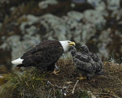 Eagle, Bald, Female feeding Eaglets Fish-071607-Summer Bay, Unalaska Island, AK-#0856.jpg