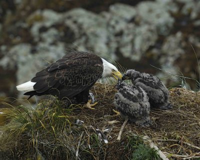 Eagle, Bald, Female feeding Eaglets Fish-071607-Summer Bay, Unalaska Island, AK-#0864.jpg