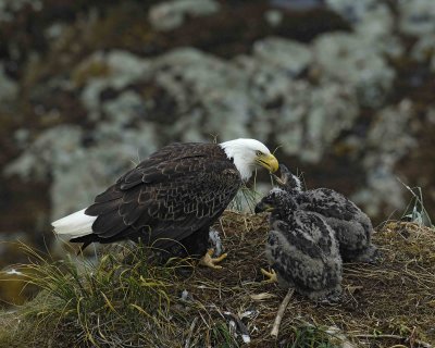 Eagle, Bald, Female feeding Eaglets Fish-071607-Summer Bay, Unalaska Island, AK-#0870.jpg
