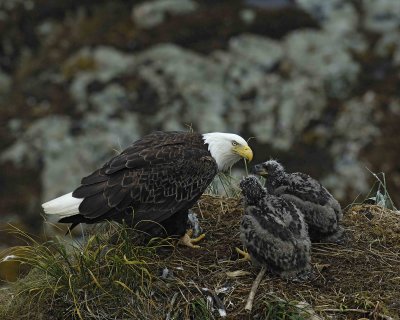 Eagle, Bald, Female feeding Eaglets Fish-071607-Summer Bay, Unalaska Island, AK-#0873.jpg