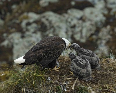 Eagle, Bald, Female feeding Eaglets Fish-071607-Summer Bay, Unalaska Island, AK-#0882.jpg