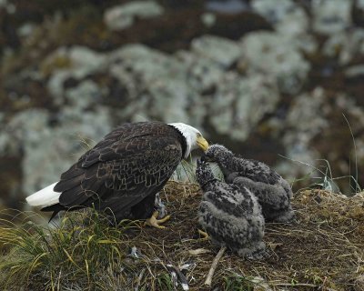 Eagle, Bald, Female feeding Eaglets Fish-071607-Summer Bay, Unalaska Island, AK-#0883.jpg