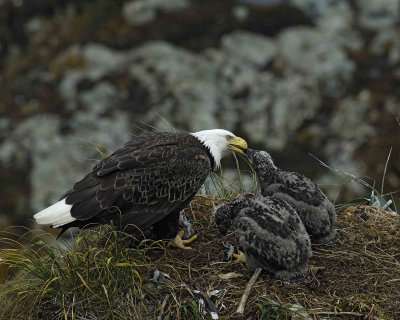 Eagle, Bald, Female feeding Eaglets Fish-071607-Summer Bay, Unalaska Island, AK-#0885.jpg