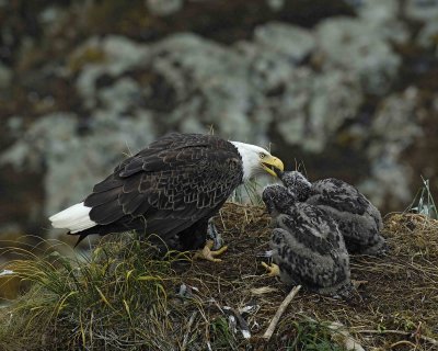 Eagle, Bald, Female feeding Eaglets Fish-071607-Summer Bay, Unalaska Island, AK-#0901.jpg