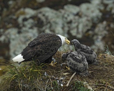 Eagle, Bald, Female feeding Eaglets Fish-071607-Summer Bay, Unalaska Island, AK-#0905.jpg