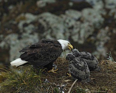 Eagle, Bald, Female feeding Eaglets Fish-071607-Summer Bay, Unalaska Island, AK-#0907.jpg