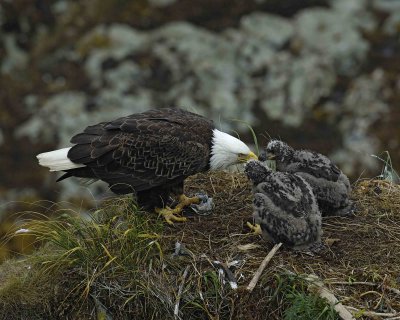 Eagle, Bald, Female feeding Eaglets Fish-071607-Summer Bay, Unalaska Island, AK-#0909.jpg
