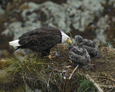 Eagle, Bald, Female feeding Eaglets Fish-071607-Summer Bay, Unalaska Island, AK-#0911.jpg