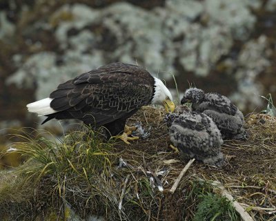 Eagle, Bald, Female feeding Eaglets Fish-071607-Summer Bay, Unalaska Island, AK-#0913.jpg