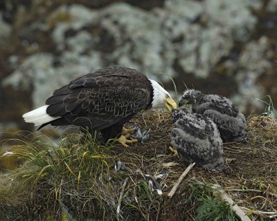 Eagle, Bald, Female feeding Eaglets Fish-071607-Summer Bay, Unalaska Island, AK-#0921.jpg