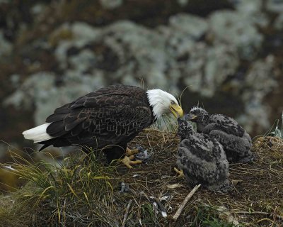 Eagle, Bald, Female feeding Eaglets Fish-071607-Summer Bay, Unalaska Island, AK-#0927.jpg