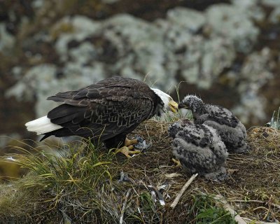Eagle, Bald, Female feeding Eaglets Fish-071607-Summer Bay, Unalaska Island, AK-#0928.jpg