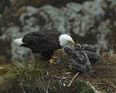 Eagle, Bald, Female feeding Eaglets Fish-071607-Summer Bay, Unalaska Island, AK-#0939.jpg