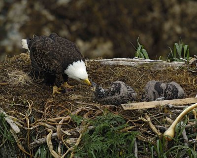 Eagle, Bald, Female feeding Eaglets Fish-071707-Summer Bay, Unalaska Island, AK-#0424.jpg
