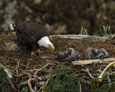 Eagle, Bald, Female feeding Eaglets Fish-071707-Summer Bay, Unalaska Island, AK-#0439.jpg
