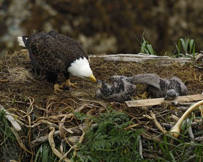 Eagle, Bald, Female feeding Eaglets Fish-071707-Summer Bay, Unalaska Island, AK-#0440.jpg