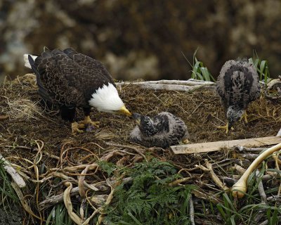 Eagle, Bald, Female feeding Eaglets Fish-071707-Summer Bay, Unalaska Island, AK-#0446.jpg