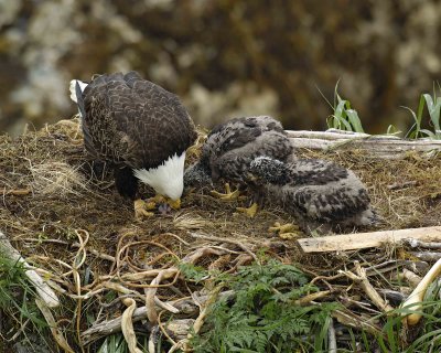Eagle, Bald, Female feeding Eaglets Fish-071707-Summer Bay, Unalaska Island, AK-#0450.jpg