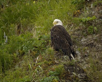 Eagle, Bald-071407-Iliuliuk Bay, Unalaska Island, AK-#0051.jpg