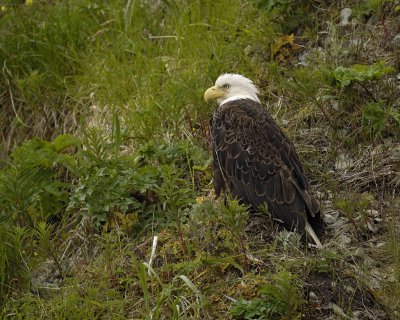 Eagle, Bald-071407-Iliuliuk Bay, Unalaska Island, AK-#0069.jpg