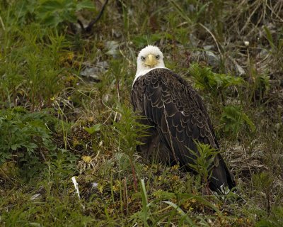 Eagle, Bald-071407-Iliuliuk Bay, Unalaska Island, AK-#0093.jpg