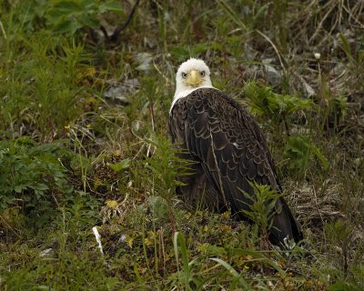 Eagle, Bald-071407-Iliuliuk Bay, Unalaska Island, AK-#0095.jpg