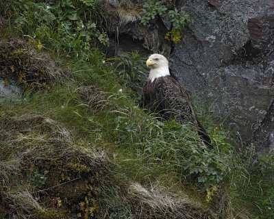 Eagle, Bald-071407-Iliuliuk Bay, Unalaska Island, AK-#0246.jpg