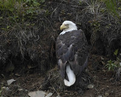 Eagle, Bald-071407-Iliuliuk Bay, Unalaska Island, AK-#0272.jpg