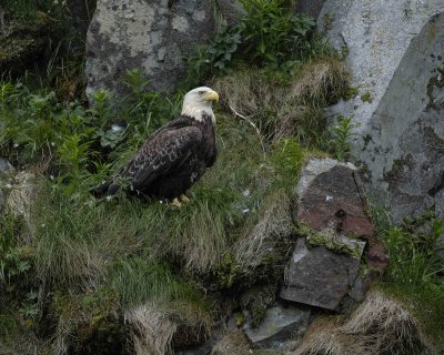 Eagle, Bald-071407-Iliuliuk Bay, Unalaska Island, AK-#0349.jpg