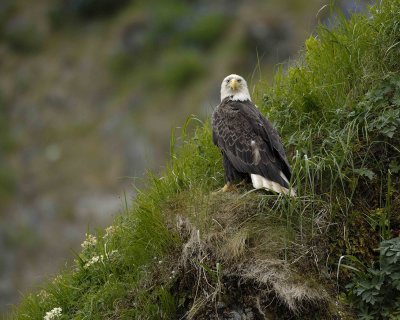 Eagle, Bald-071407-Iliuliuk Bay, Unalaska Island, AK-#0376.jpg