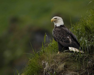 Eagle, Bald-071407-Iliuliuk Bay, Unalaska Island, AK-#0388.jpg