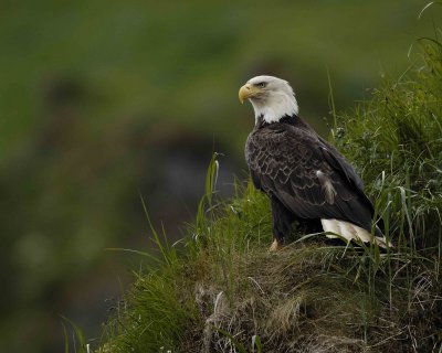 Eagle, Bald-071407-Iliuliuk Bay, Unalaska Island, AK-#0390.jpg