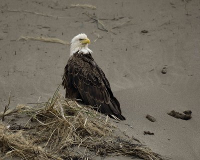 Eagle, Bald-071407-Summer Bay Sand Dunes, Unalaska Island, AK-#0181.jpg