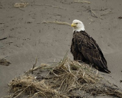 Eagle, Bald-071407-Summer Bay Sand Dunes, Unalaska Island, AK-#0186.jpg