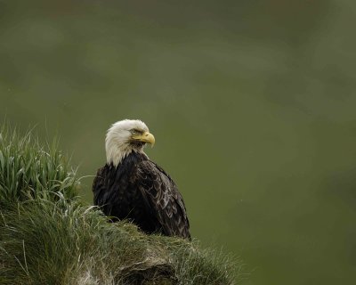 Eagle, Bald-071407-Summer Bay, Unalaska Island, AK-#0211.jpg