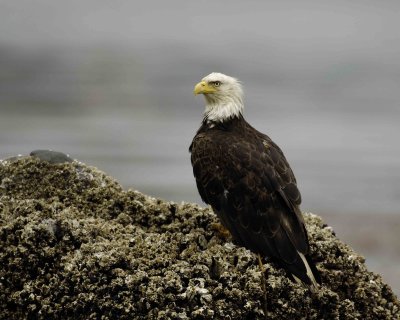 Eagle, Bald-071507-Iliuliuk Bay, Unalaska Island, AK-#0319.jpg