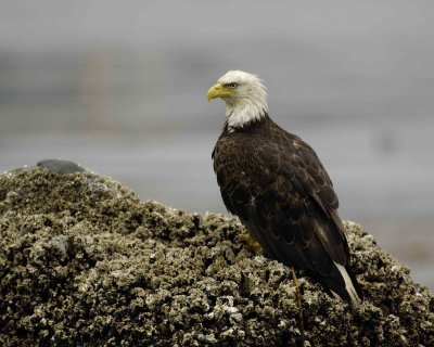 Eagle, Bald-071507-Iliuliuk Bay, Unalaska Island, AK-#0330.jpg