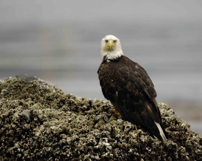 Eagle, Bald-071507-Iliuliuk Bay, Unalaska Island, AK-#0343.jpg