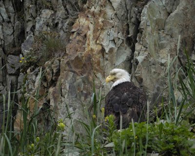 Eagle, Bald-071507-Iliuliuk Bay, Unalaska Island, AK-#1446.jpg