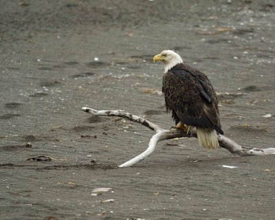Eagle, Bald-071507-Summer Bay, Unalaska Island, AK-#0034.jpg