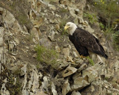 Eagle, Bald-071507-Summer Bay, Unalaska Island, AK-#0046.jpg