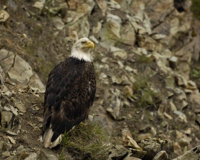Eagle, Bald-071507-Summer Bay, Unalaska Island, AK-#0070.jpg