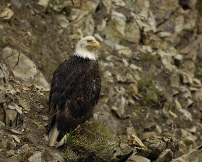 Eagle, Bald-071507-Summer Bay, Unalaska Island, AK-#0077.jpg